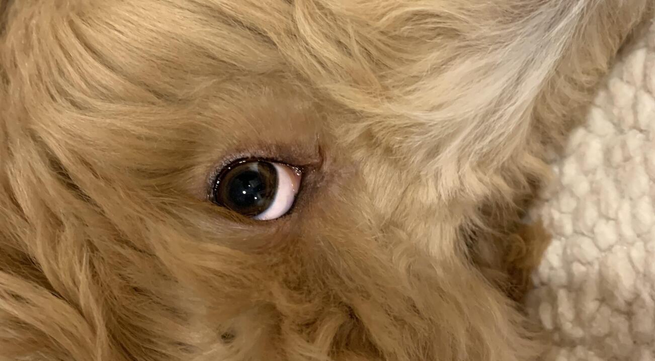 Why Does My Dog Have A White Spot In His Eye