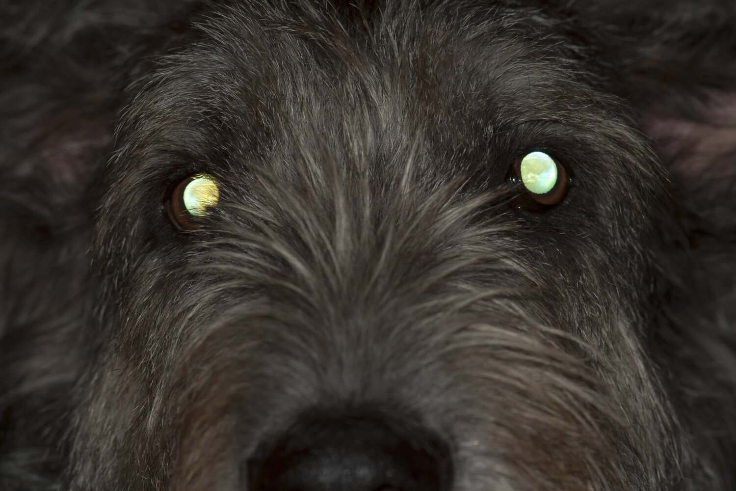 Why Does My Dog’s Eye Reflect?