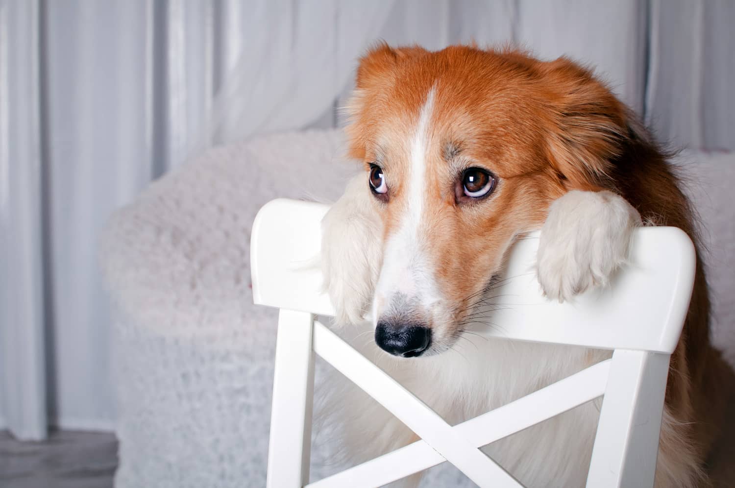 Why Hypercalcemia Indicates Cancer In Dogs